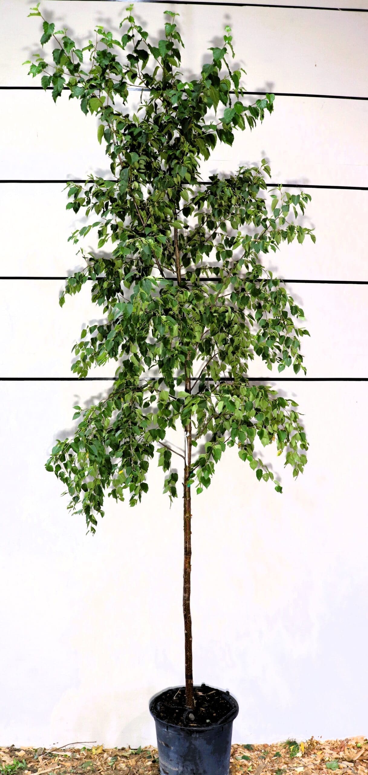 Betula papyrifera S/S
