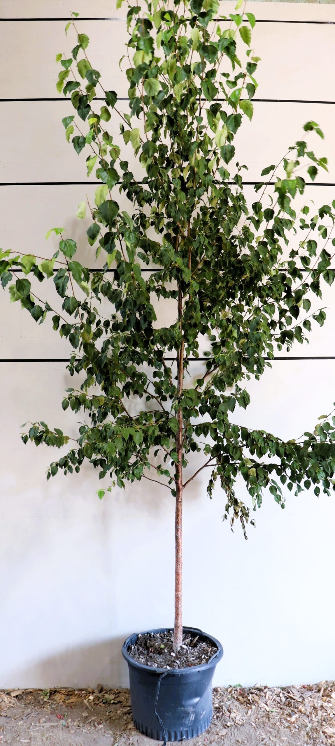 Betula papyrifera S/S