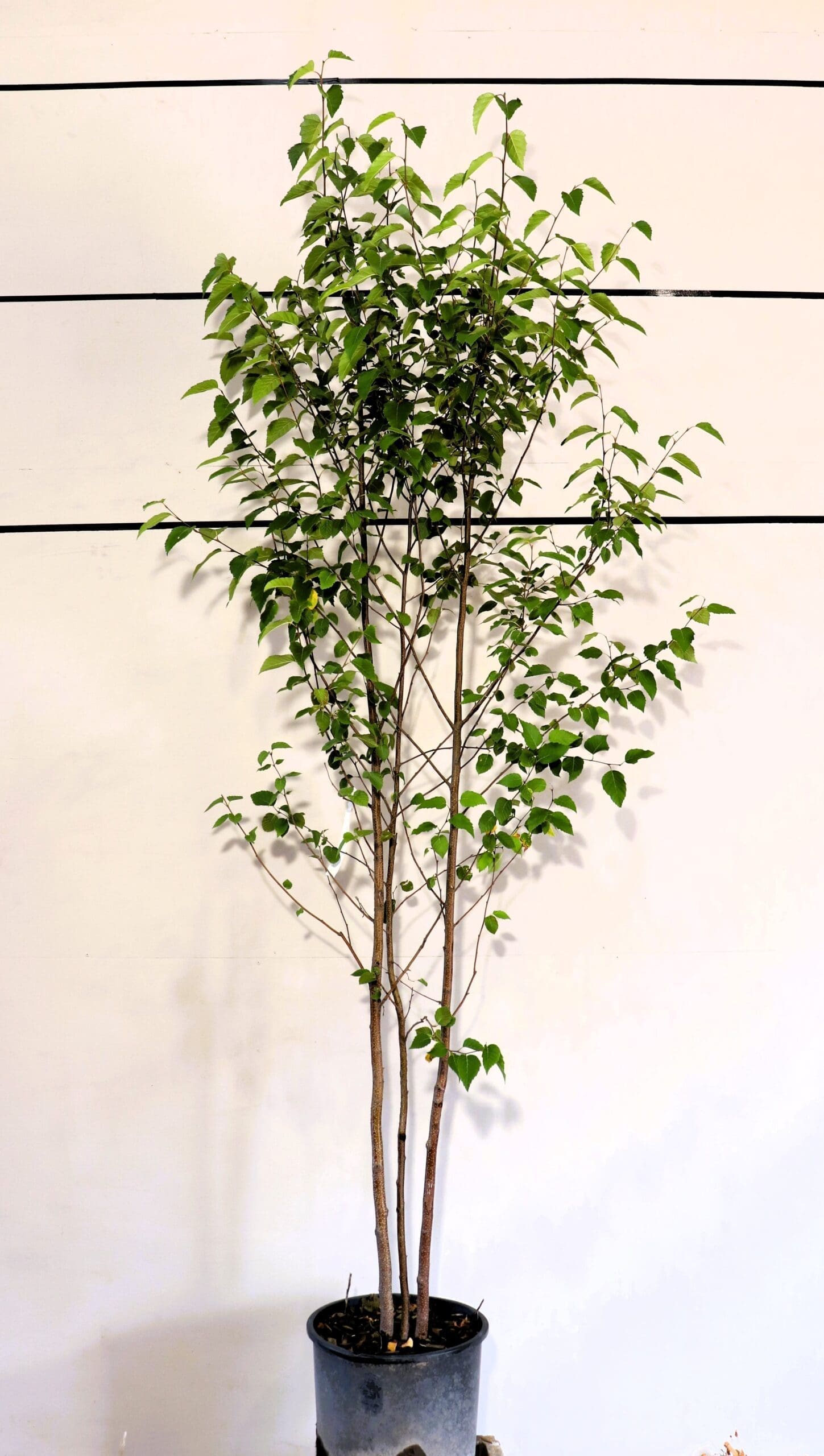 Betula papyrifera M/S
