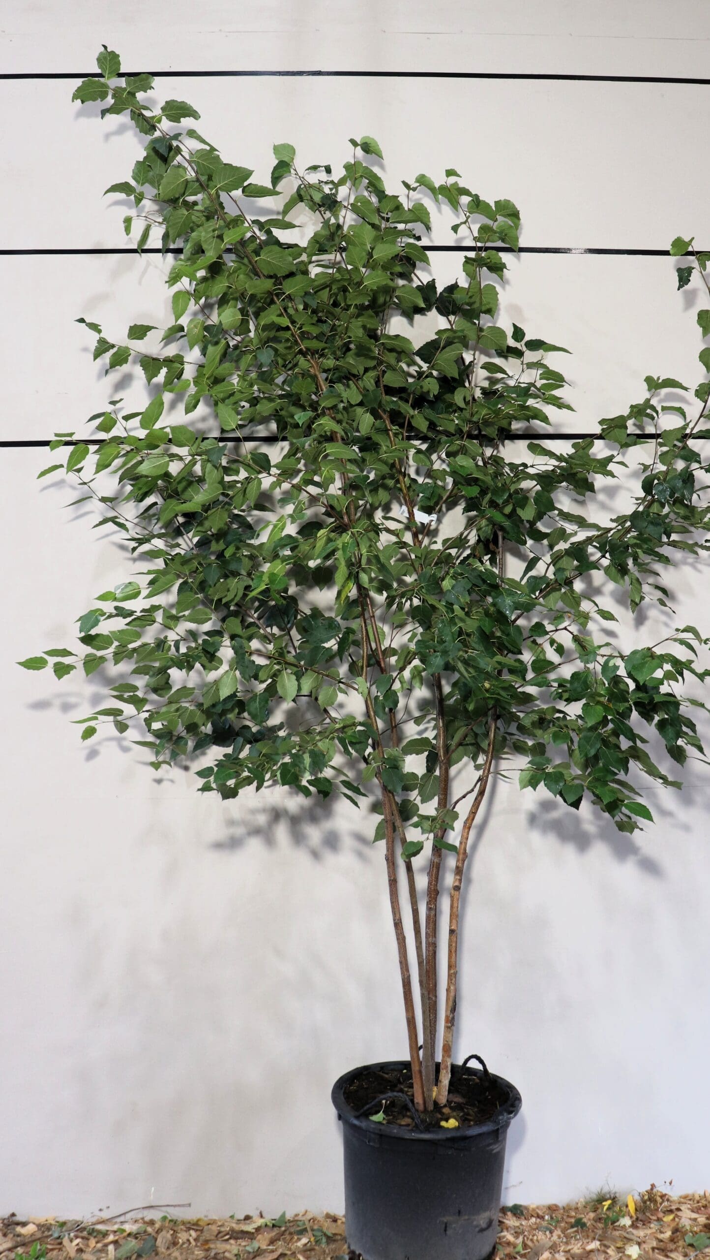 Betula papyrifera M/S