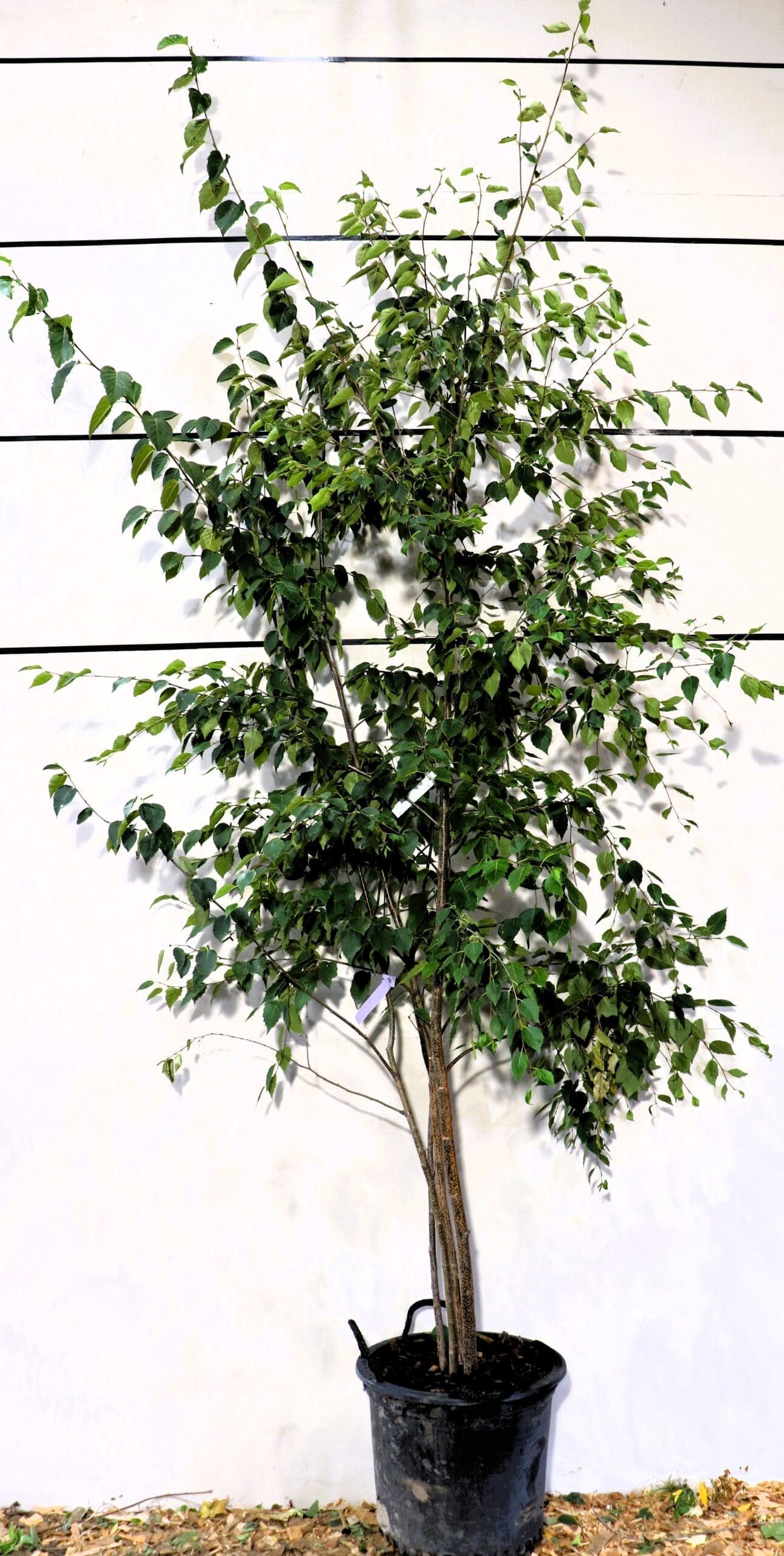 Betula papyrifera M/S