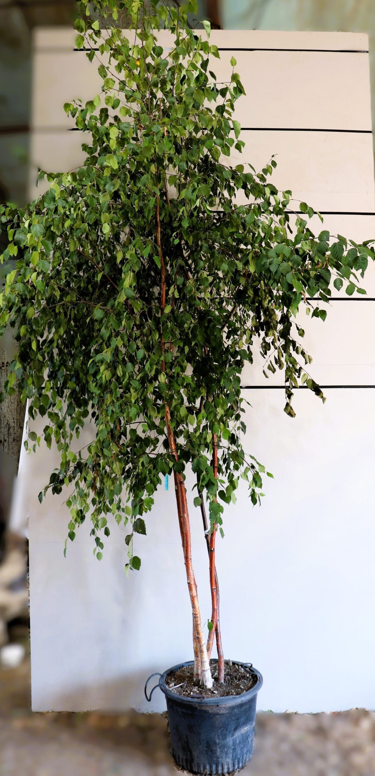 Betula papyrifera M/S