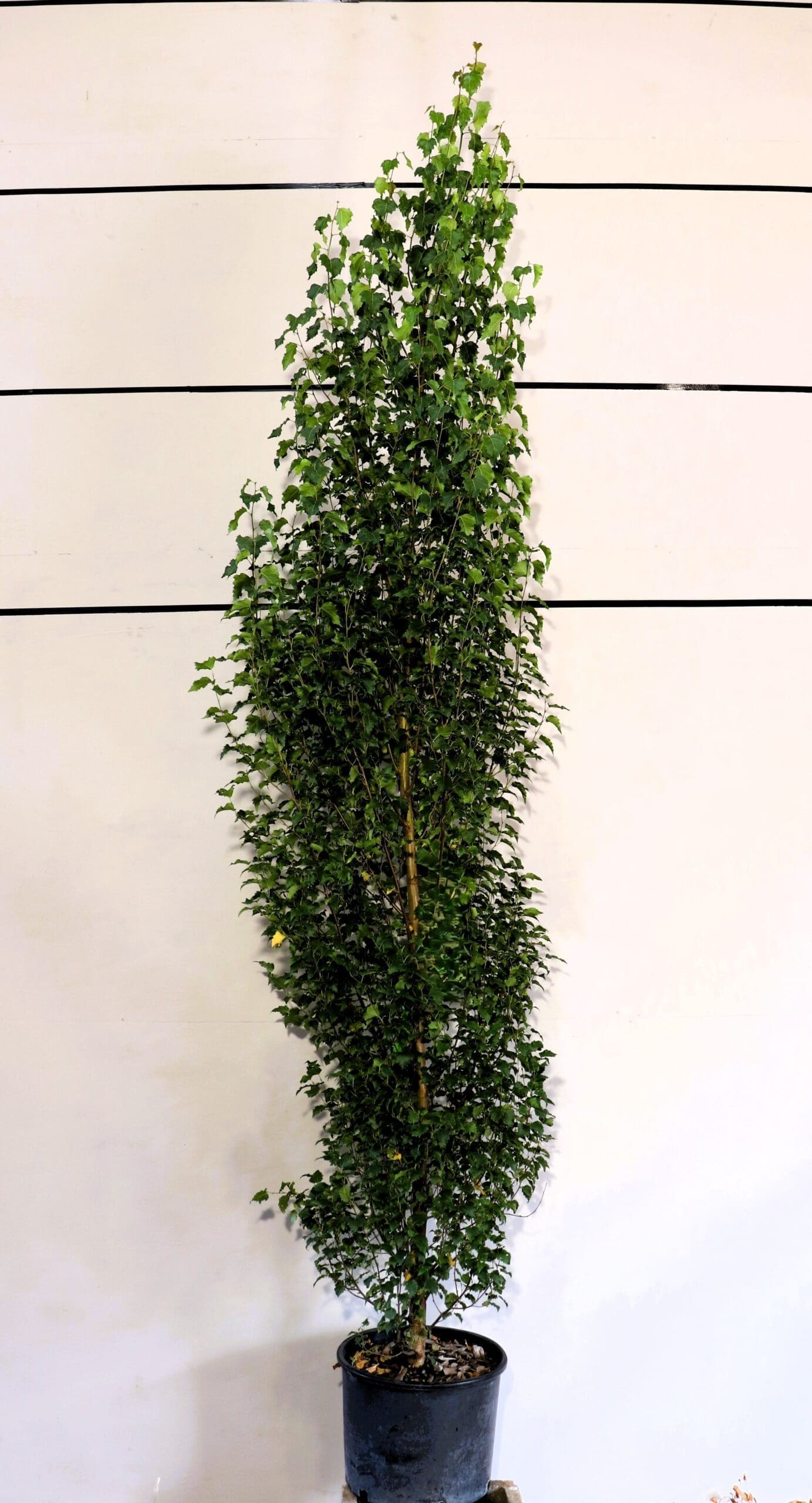 Betula platyplylla 'Jefpark'