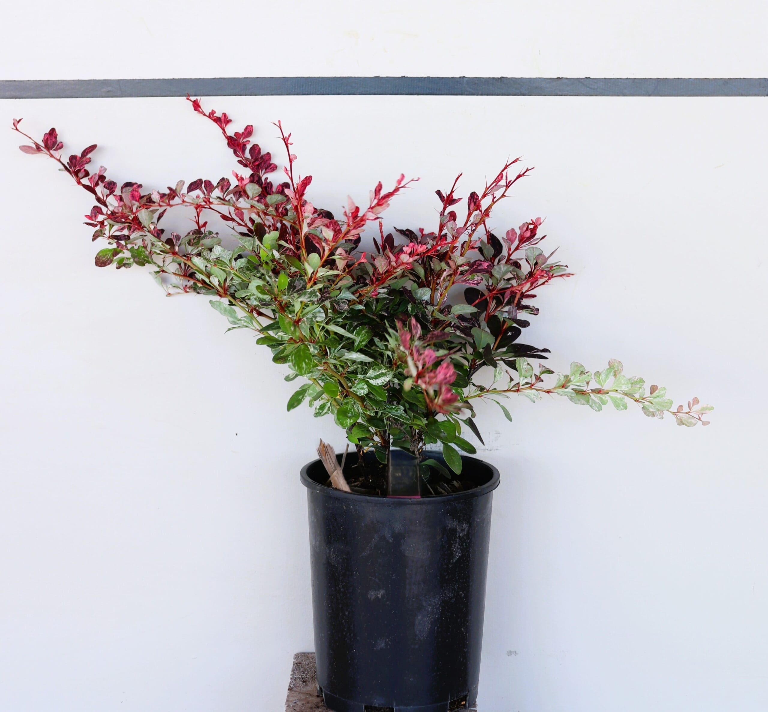 Berberis thunbergii 'Rose Glow'