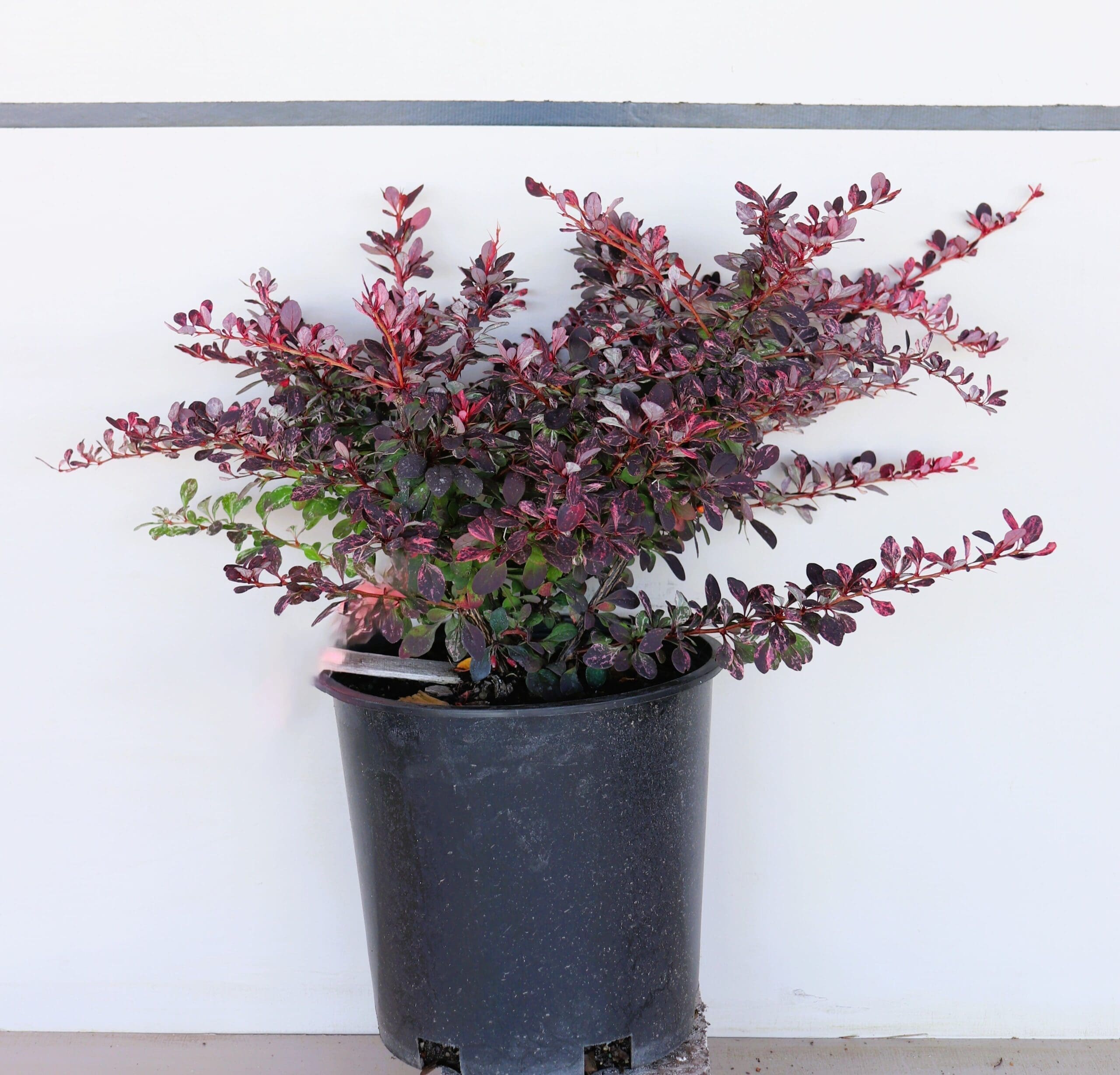 Berberis thunbergii 'Rose Glow'