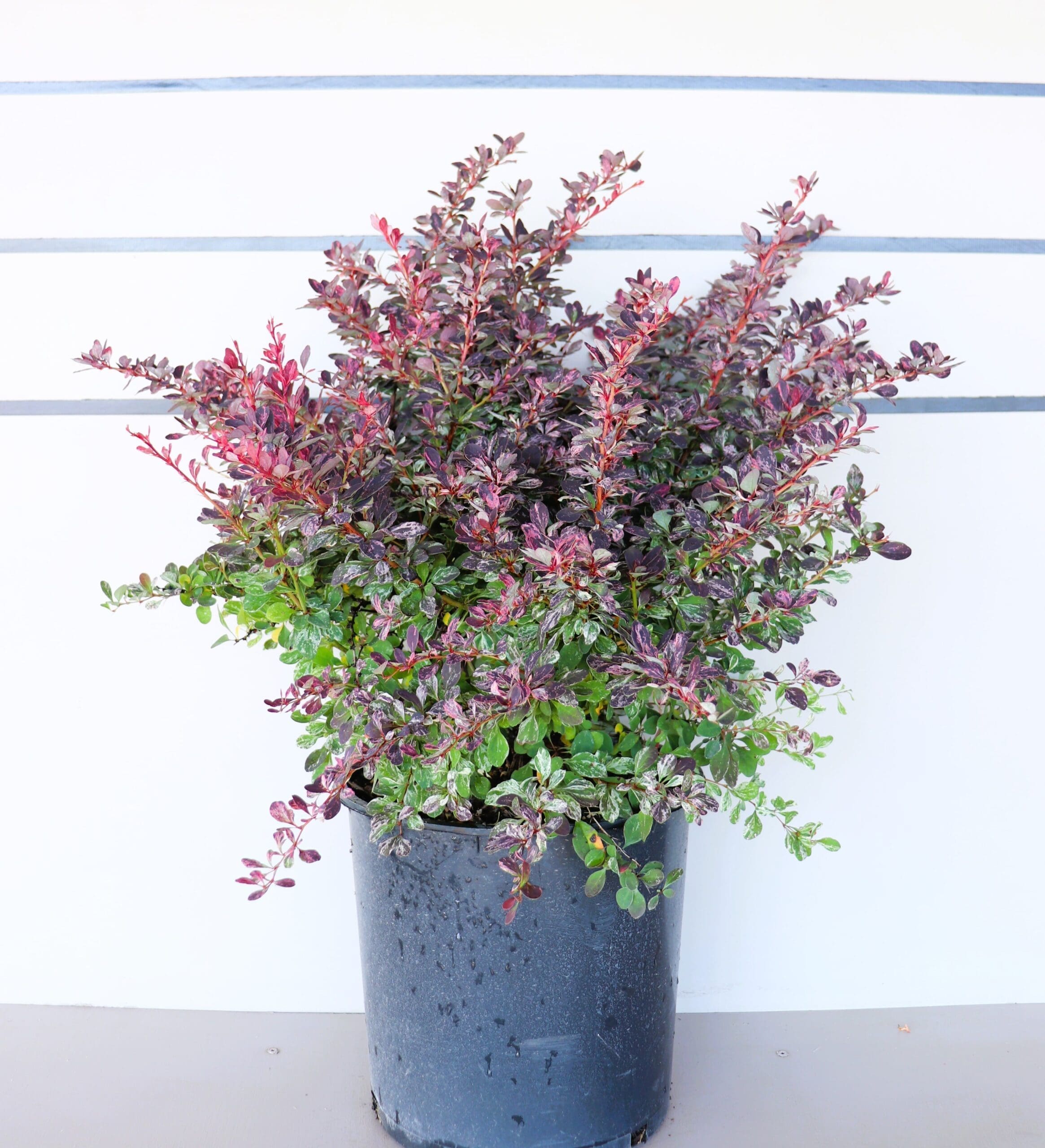 Berberis thunbergii 'Rose Glow'