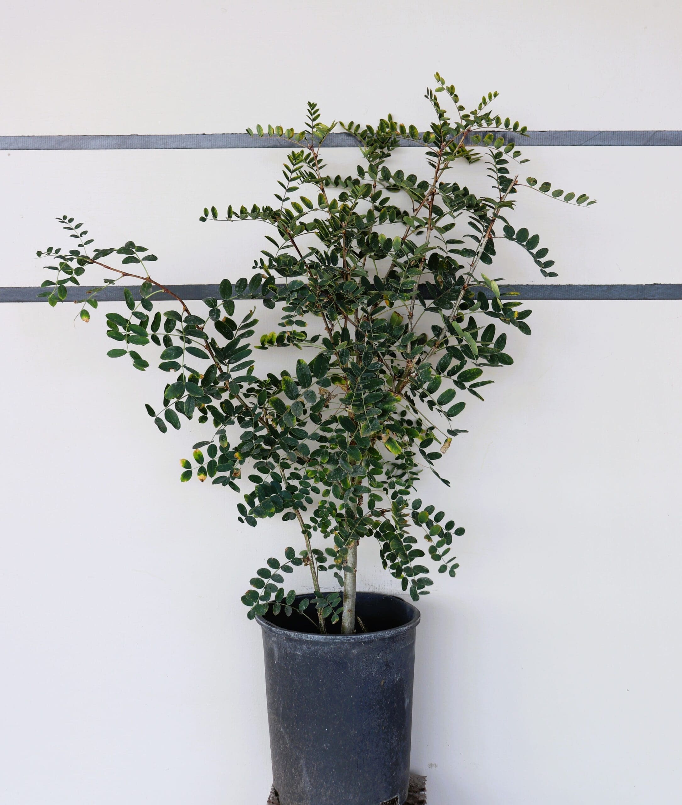 Caragana arborescens