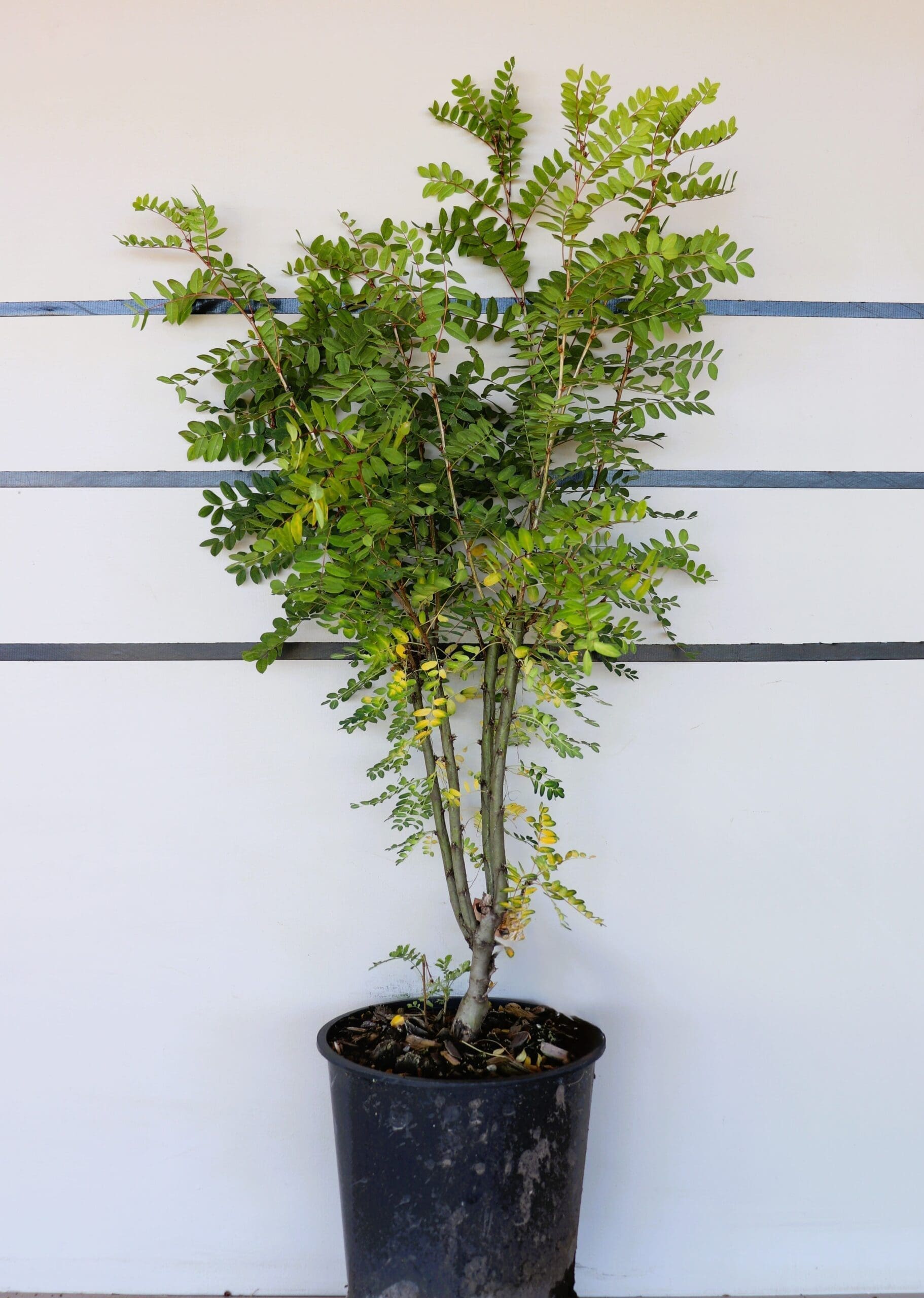 Caragana arborescens