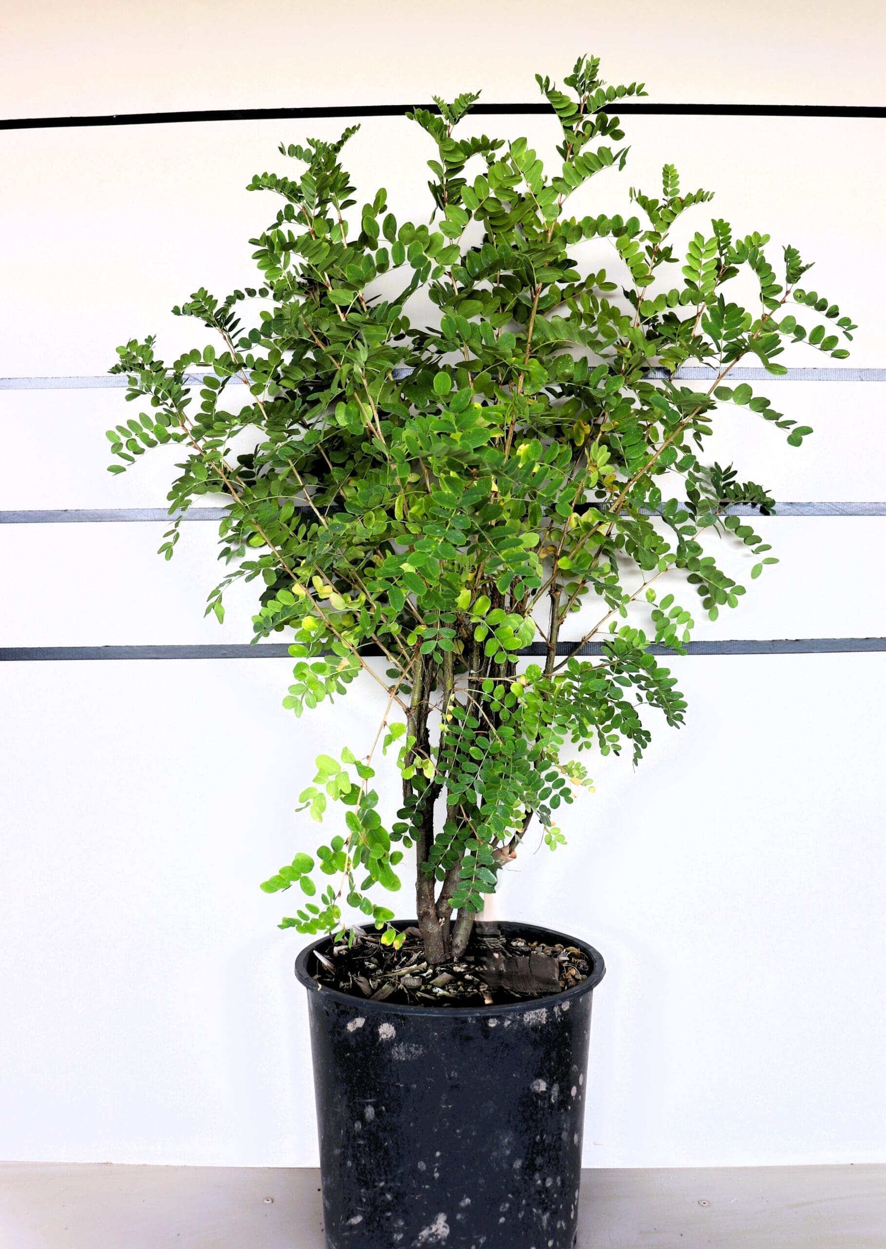 Caragana arborescens