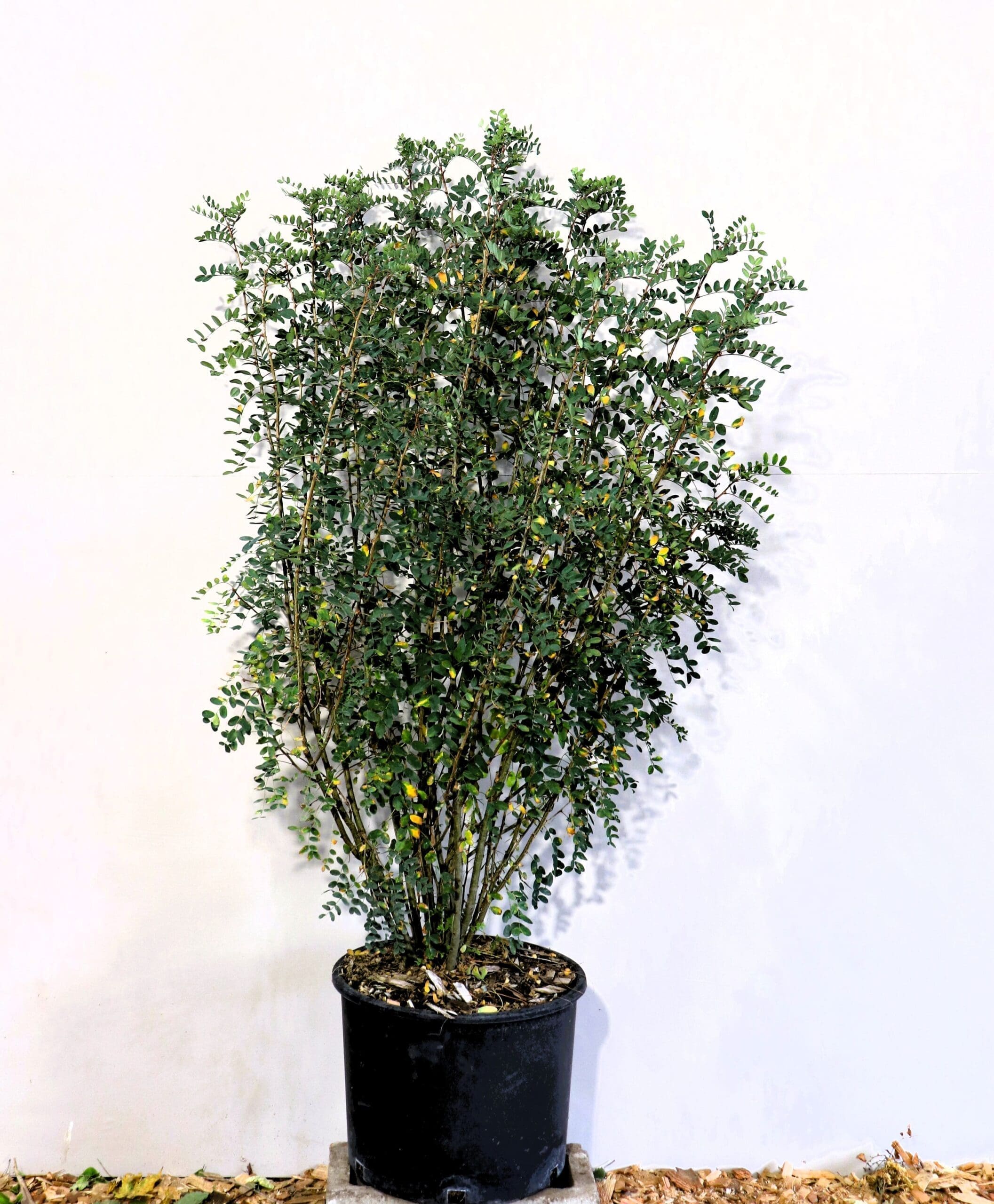 Caragana arborescens
