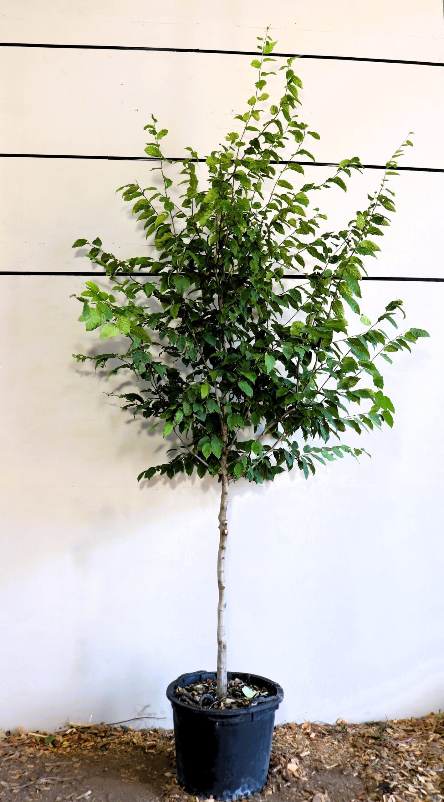 Carpinus caroliniana