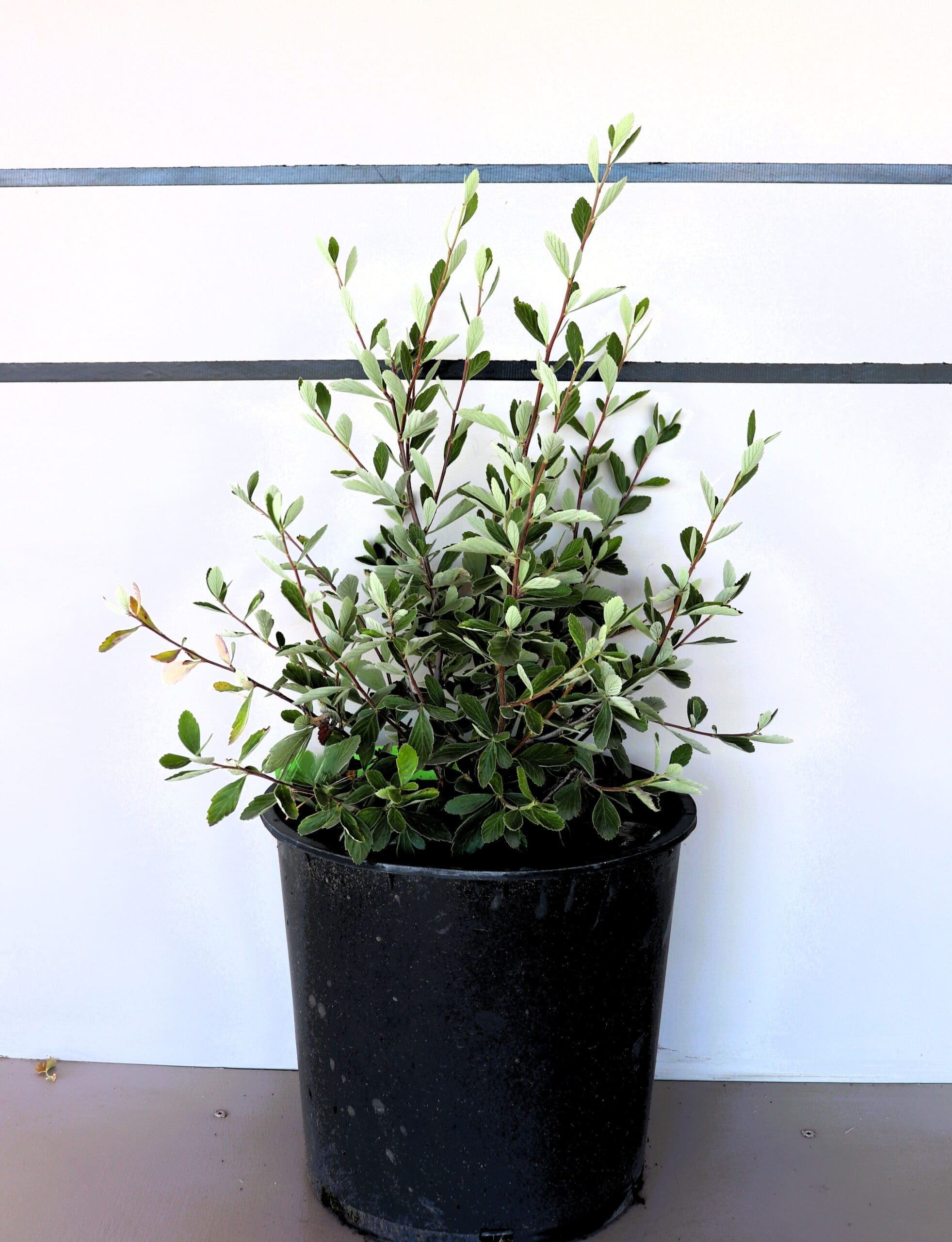Cercocarpus ledifolius