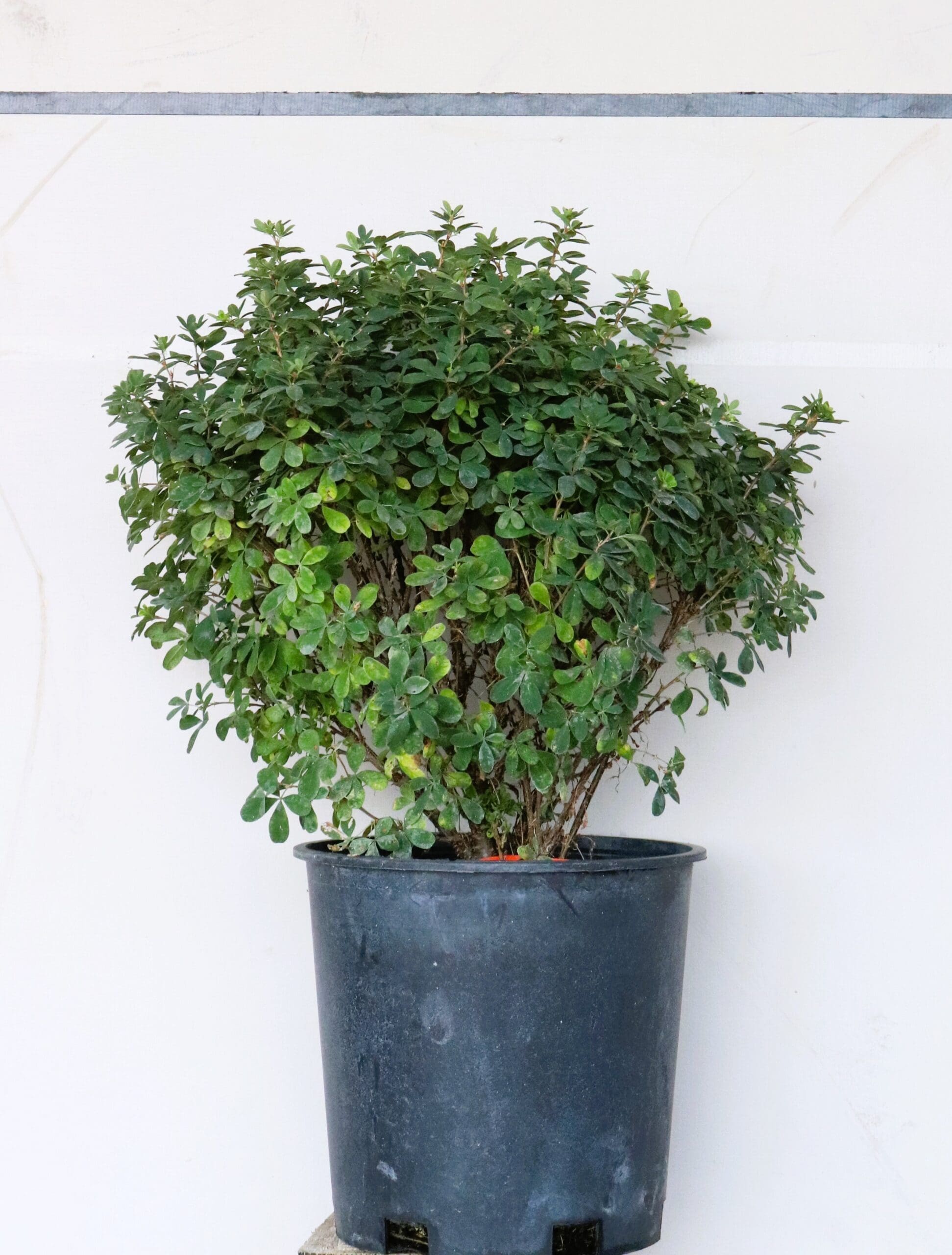 Caragana frutex 'Globosa'