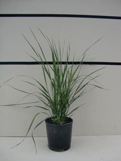 Calamagrostis x acutiflora 'Karl Foerster' - Feather Reed Grass