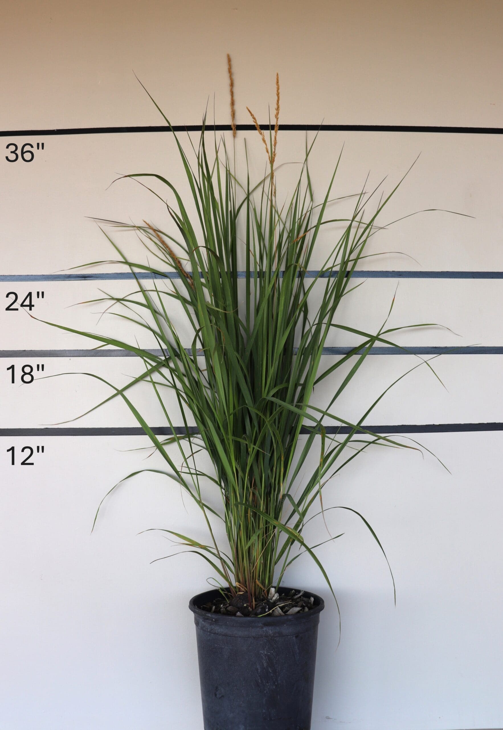 Calamagrostis x acutiflora 'Karl Foerster' - Feather Reed Grass