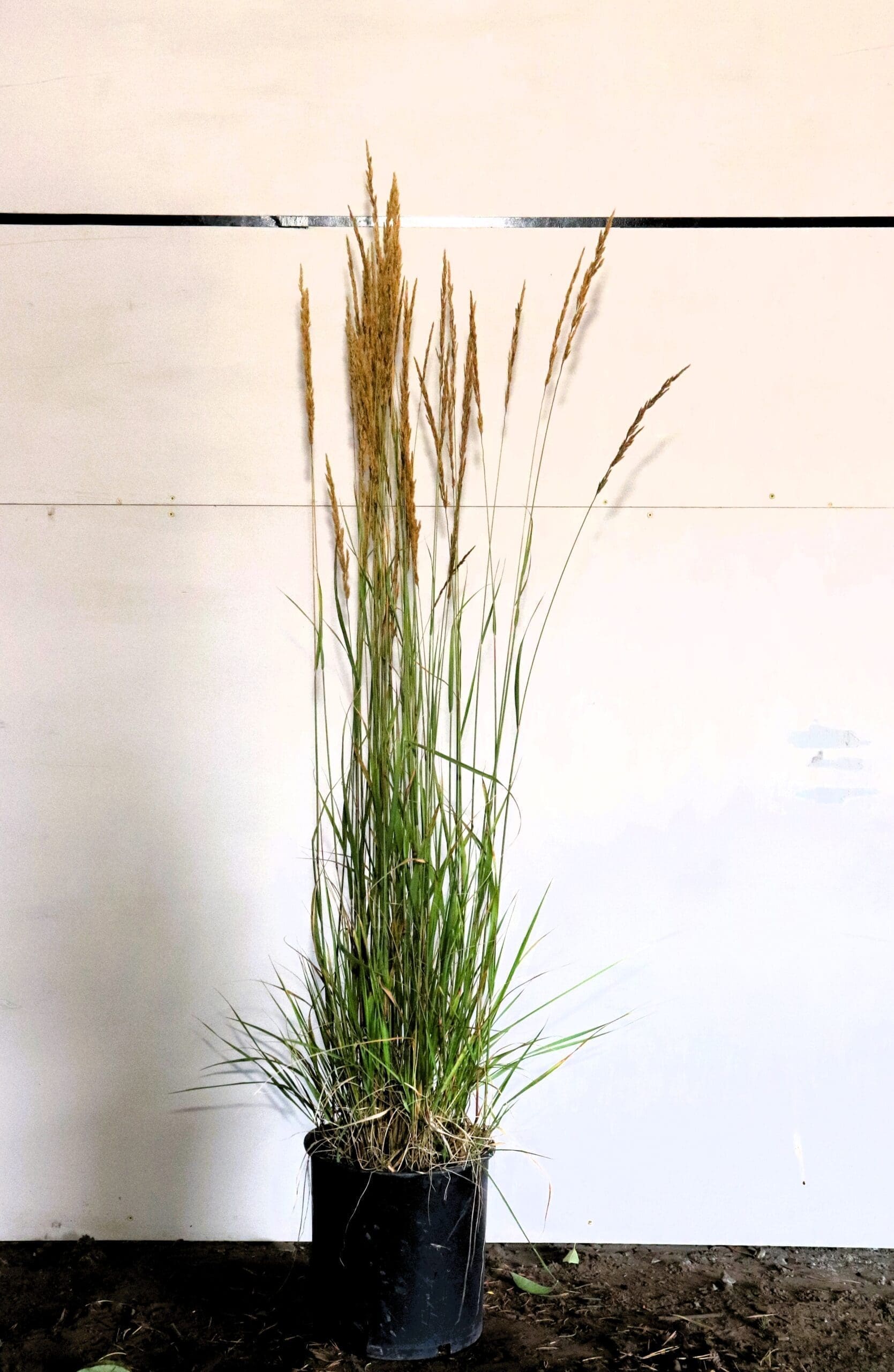 Calamagrostis x acutiflora 'Karl Foerster' - Feather Reed Grass
