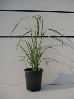 Calamagrostis brachytricha - Korean Feather Reed Grass