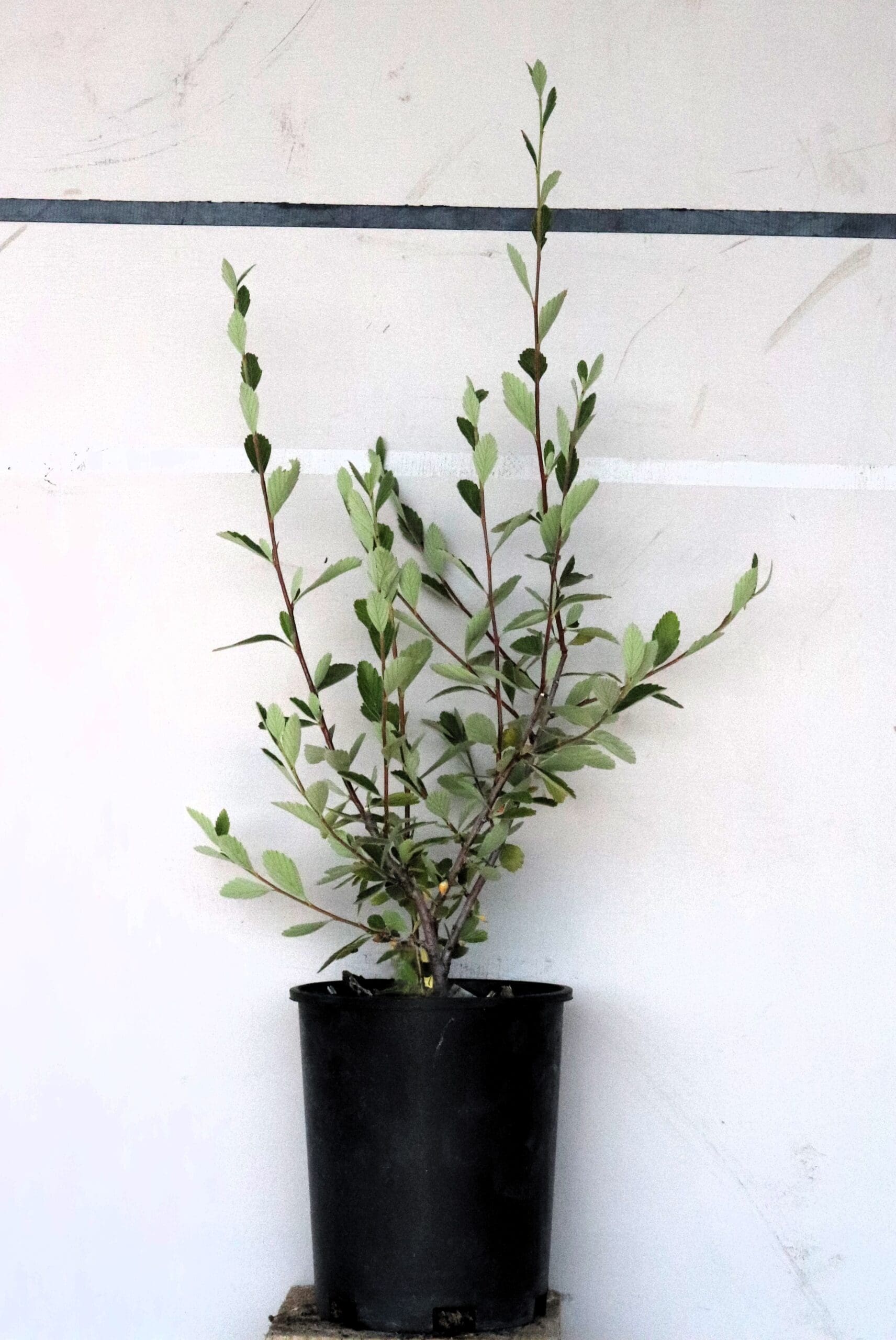 Cercocarpus montanus