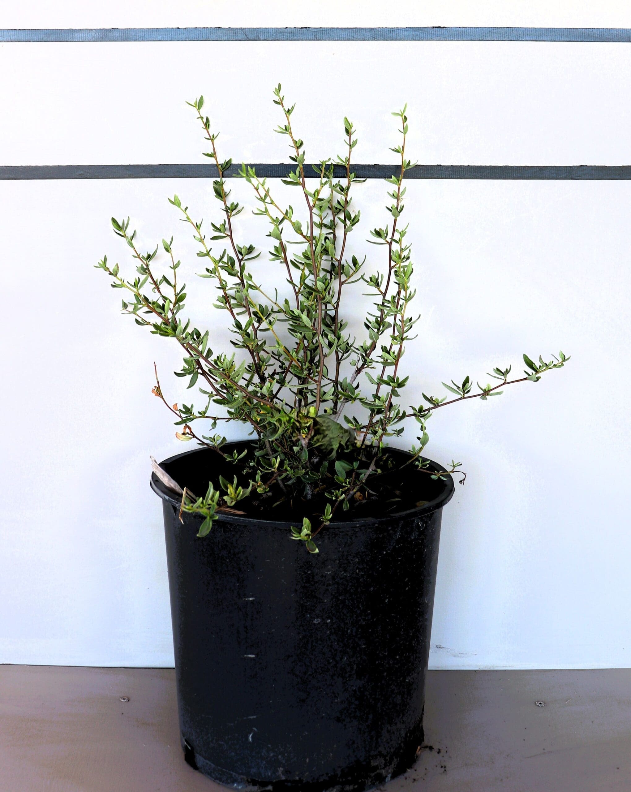Cercocarpus montanus