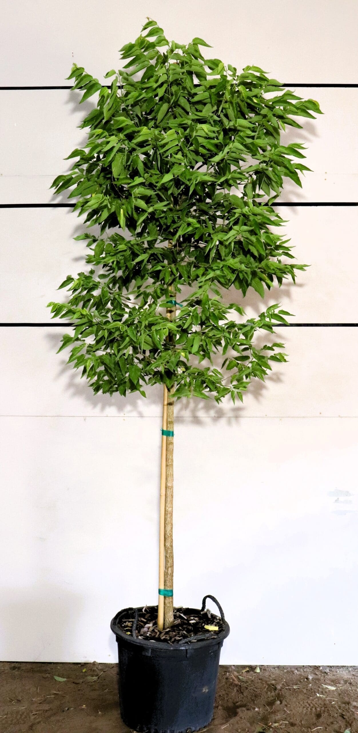 Celtis occidentalis