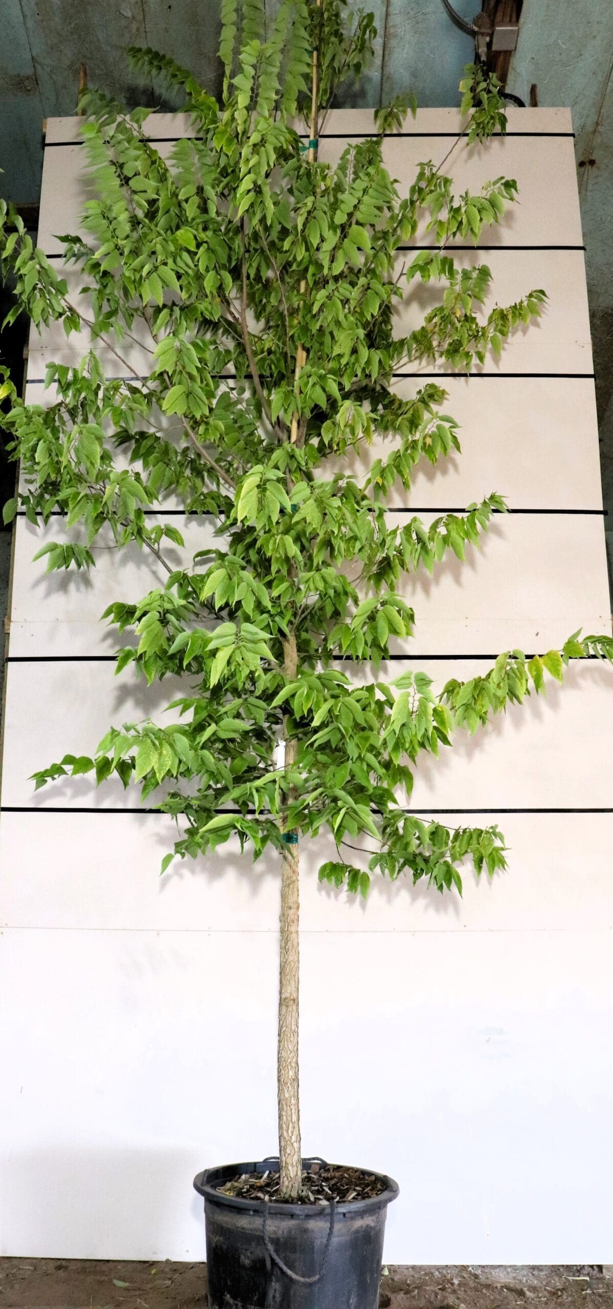 Celtis occidentalis