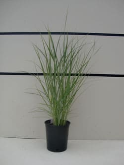 Calamagrostis x acutiflora 'Overdam' - Variegated Feather Reed Grass