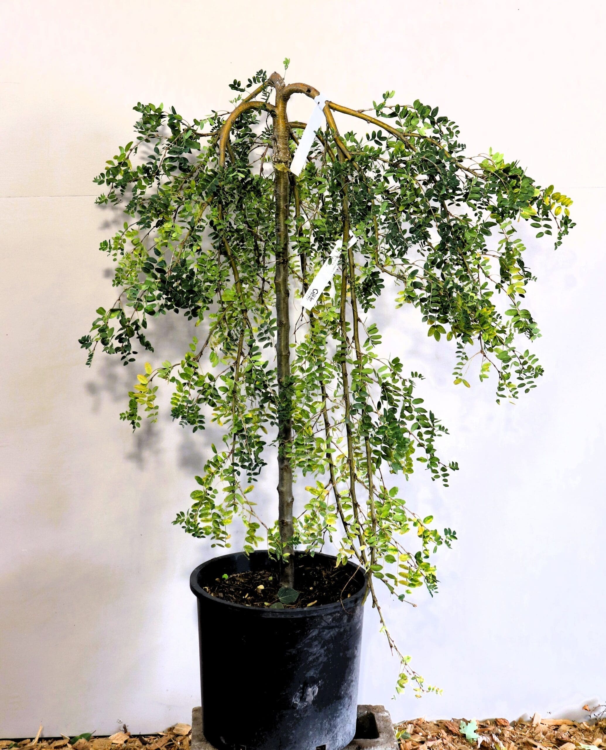 Caragana arborescens 'Pendula'