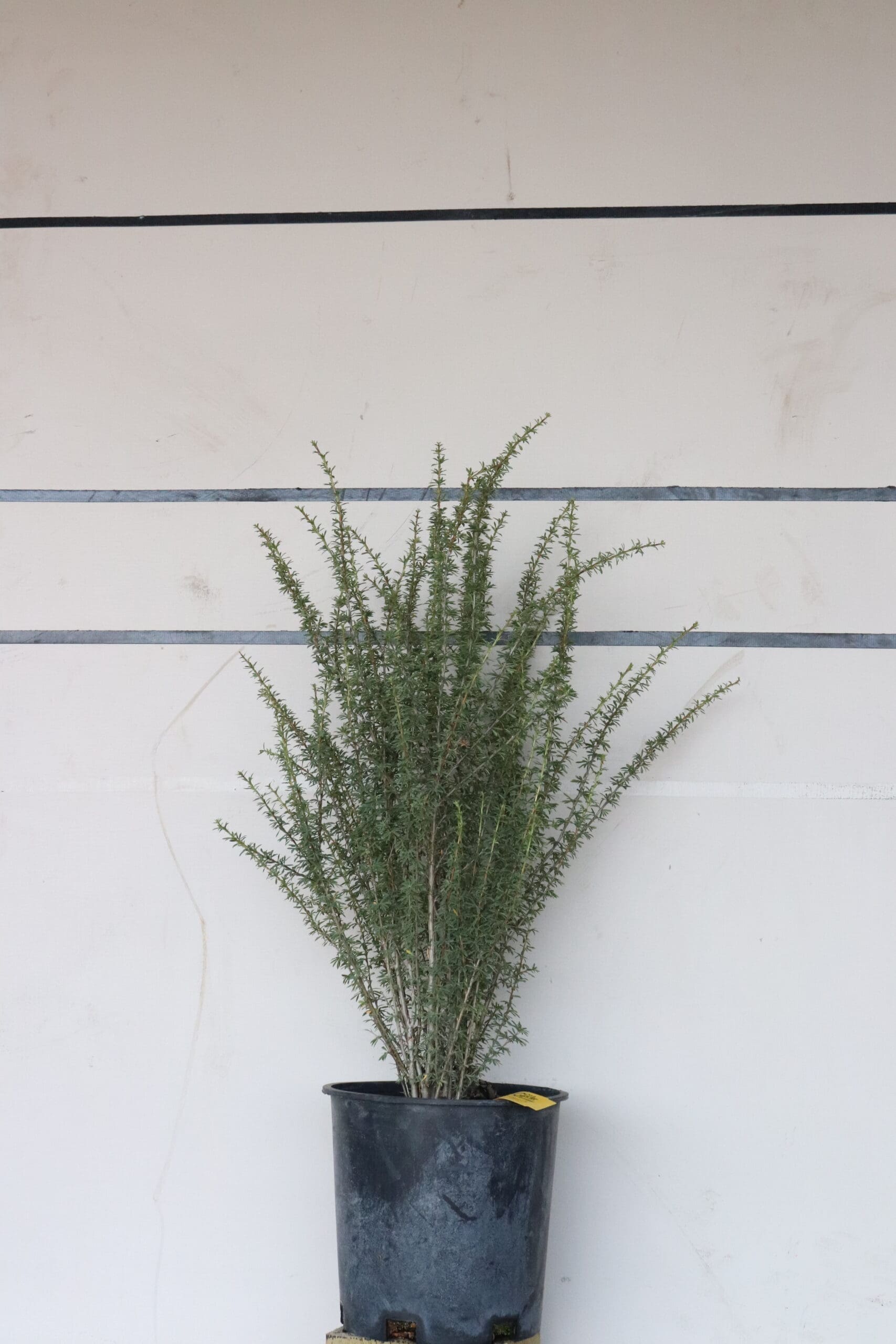 Caragana pygmaea