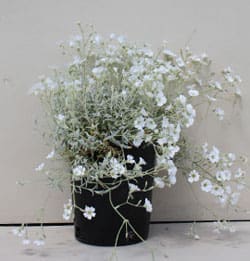 Cerastium tomentosum - Snow in Summer