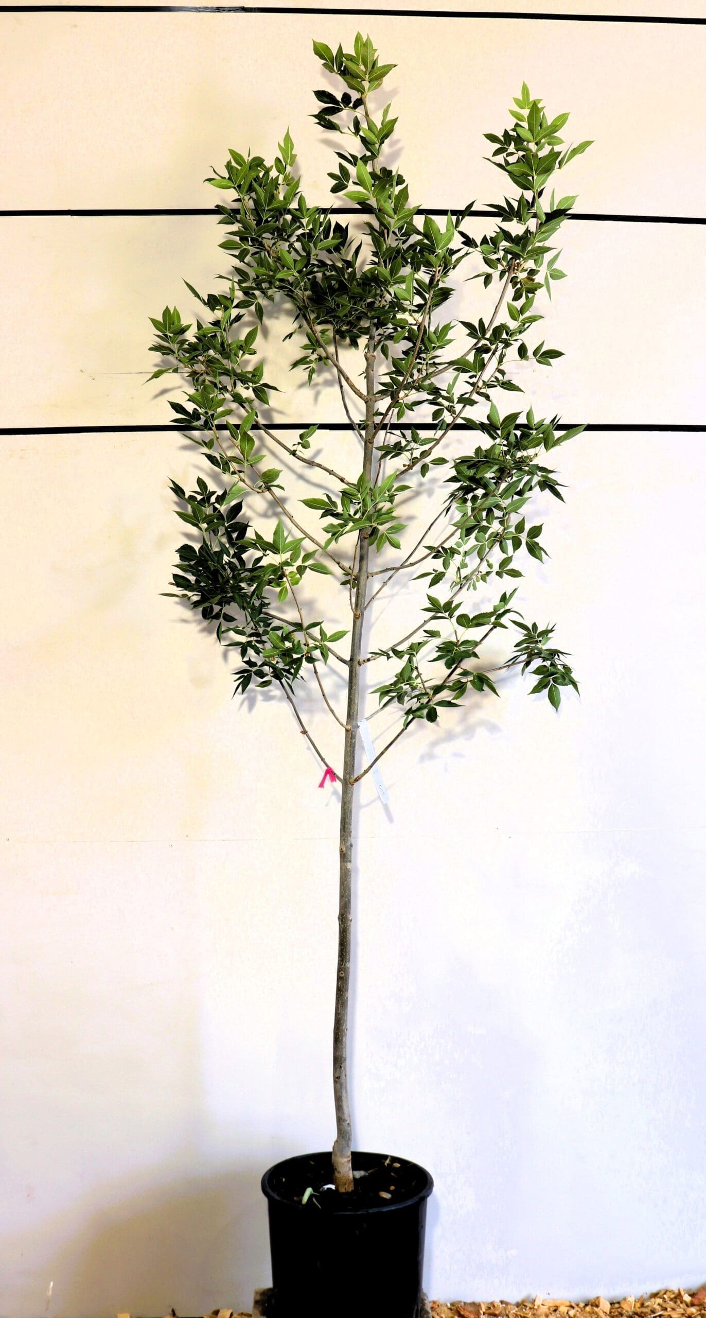 Fraxinus pennsylvanica 'Patmore'