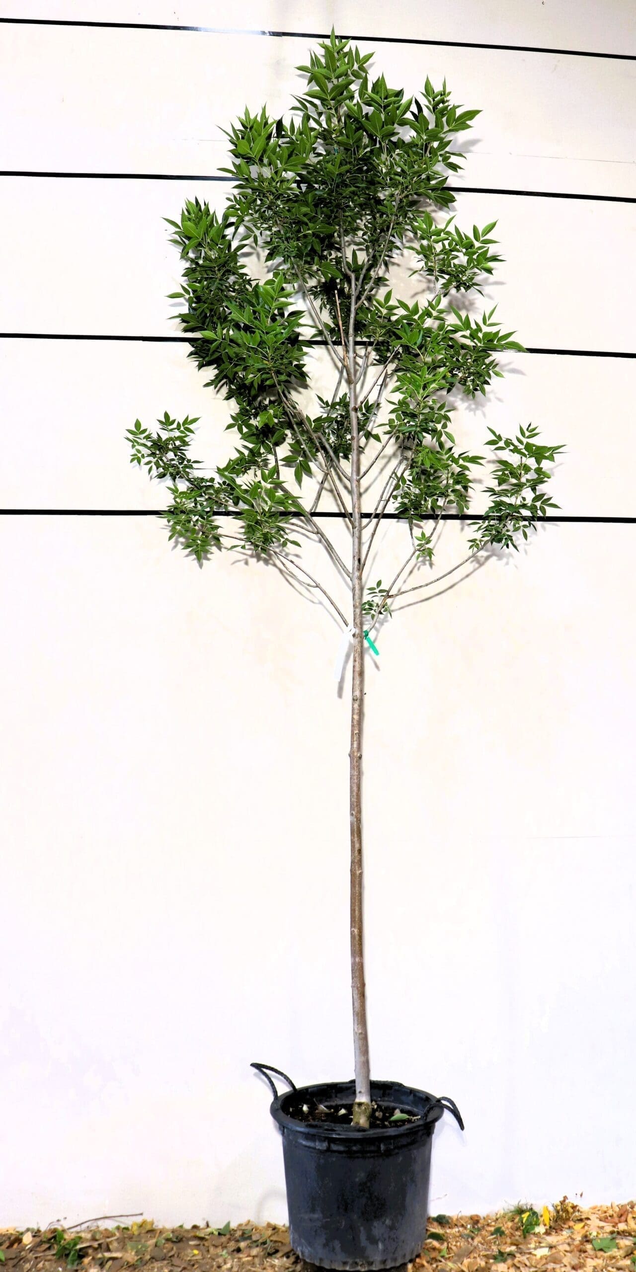 Fraxinus pennsylvanica 'Patmore'