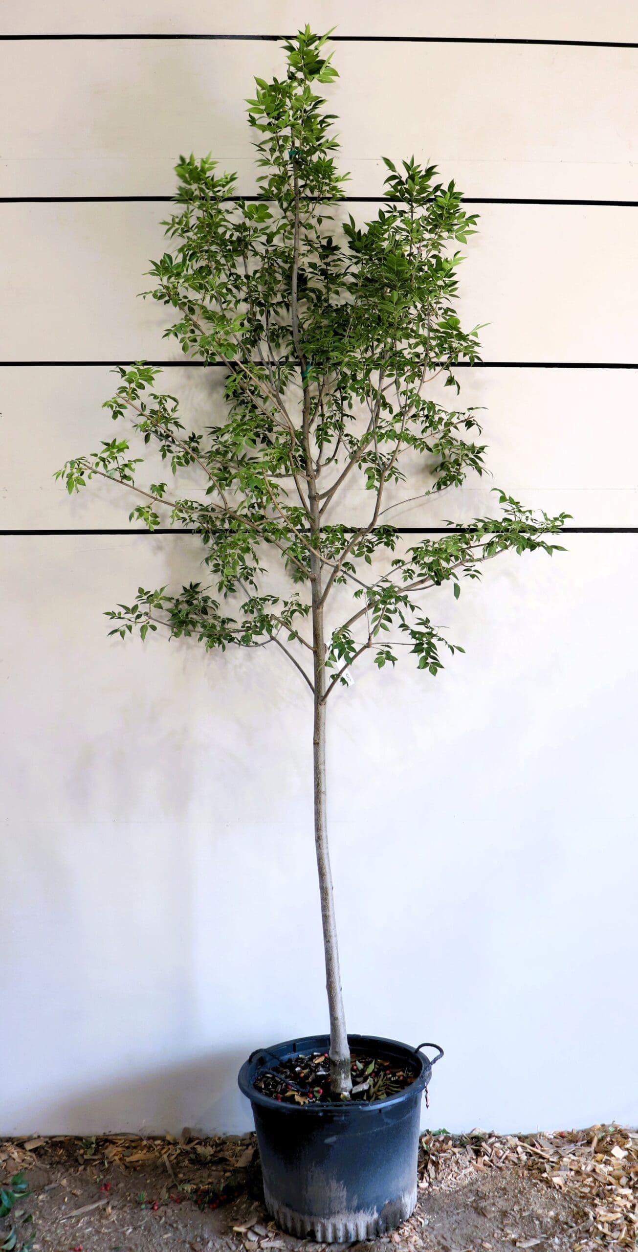 Fraxinus pennsylvanica 'Patmore'