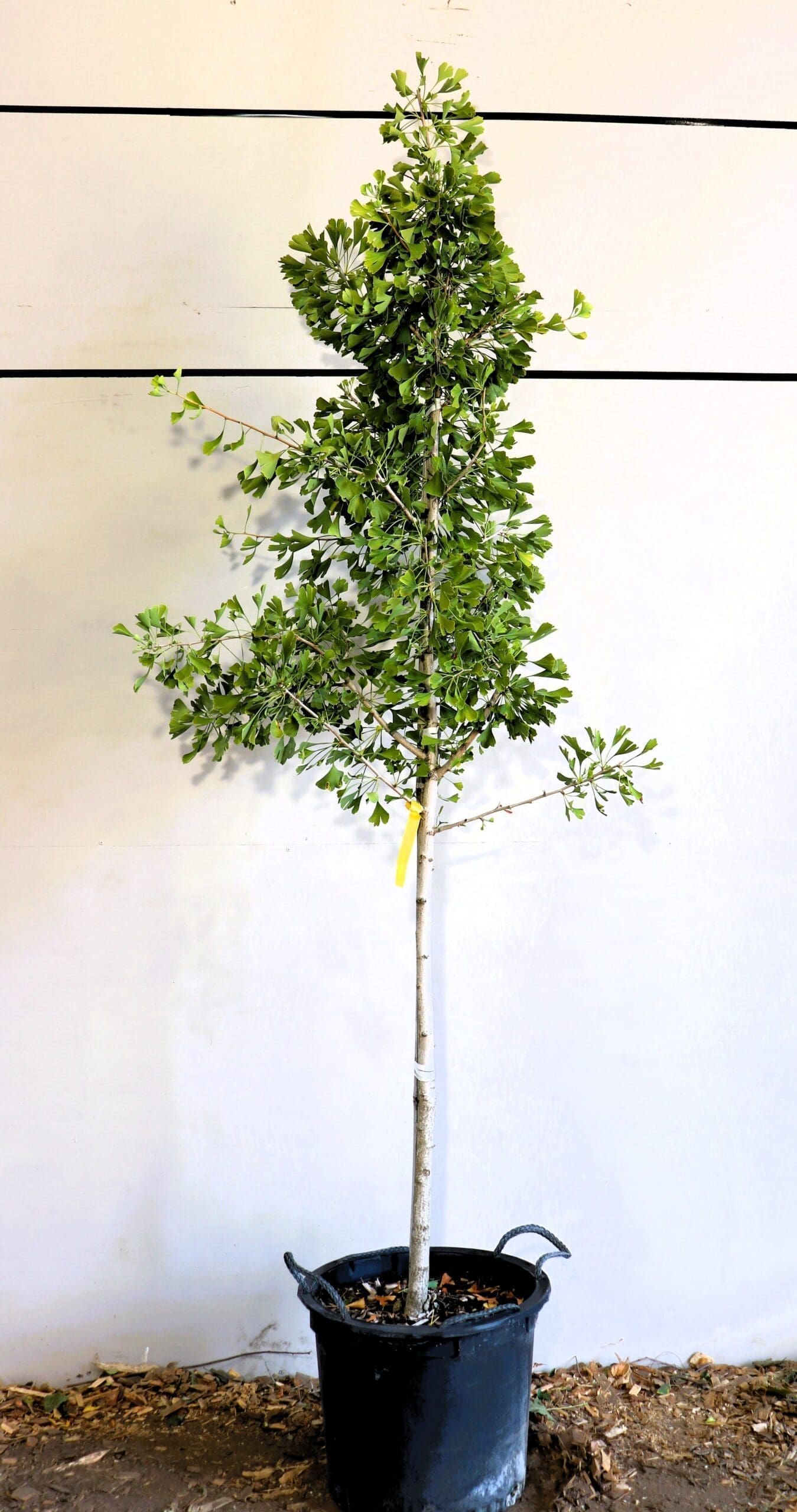Ginkgo biloba 'Autumn Gold'