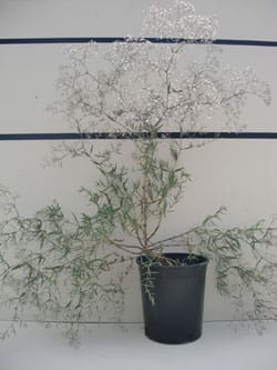 Gypsophila paniculata 'Bristol Fairy' - Double White Baby's Breath
