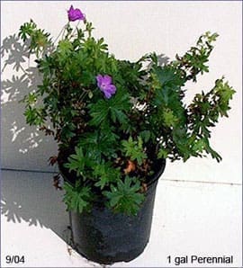 Geranium sanguineum - Bloody Cranesbill