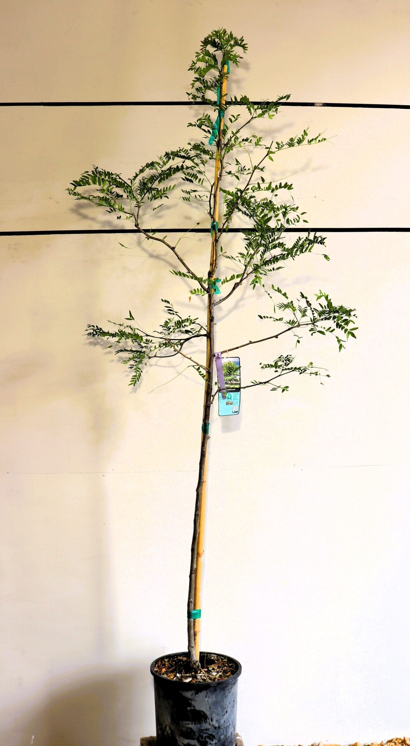 Gleditsia triacanthos 'Skycole'
