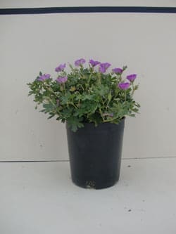 Geranium sanguineum 'Max Frei' - Max Frei Geranium
