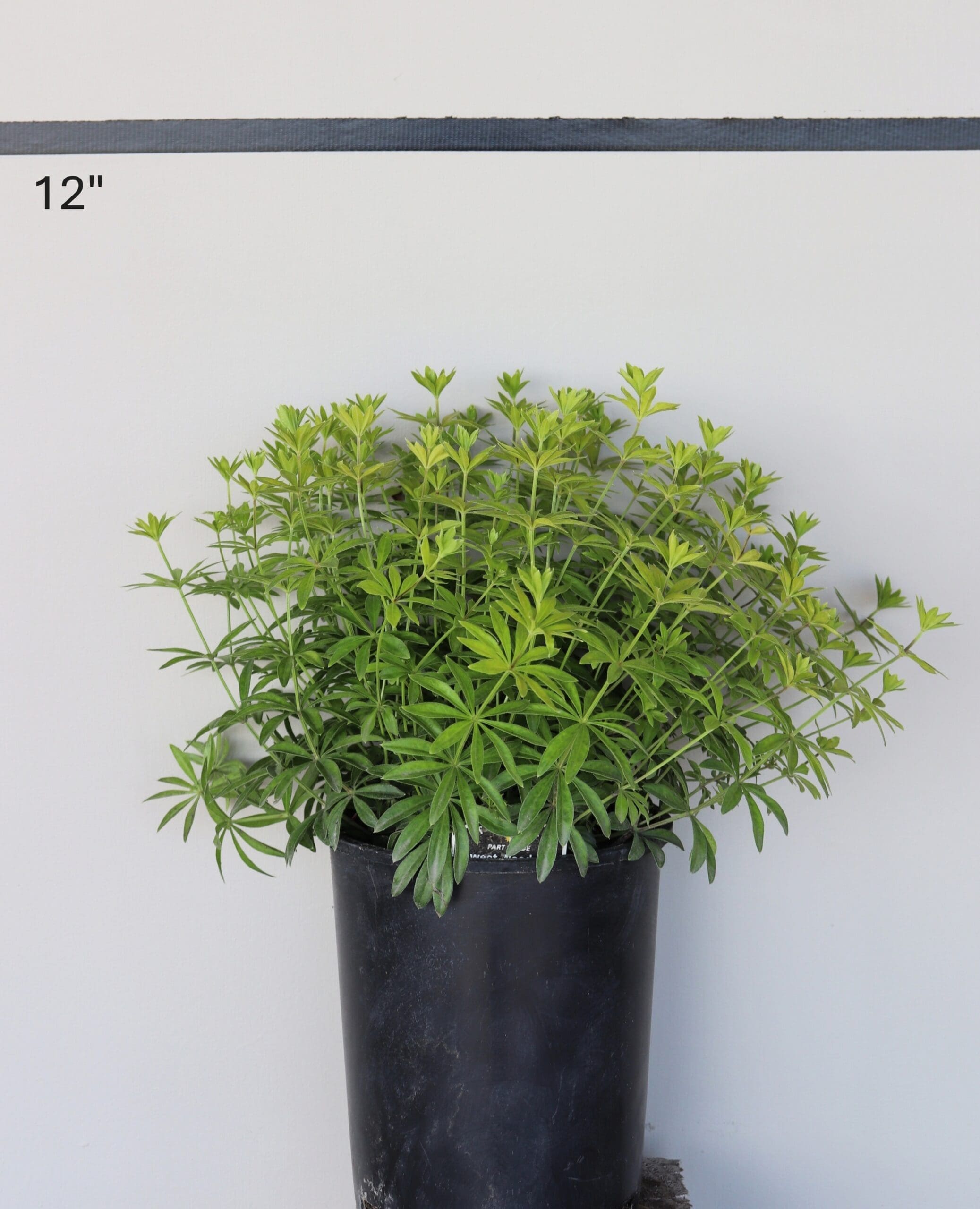 Galium odoratum - Sweet Woodruff
