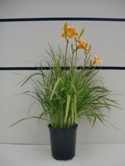 Hemerocallis 'Apricot Sparkles' - Apricot Sparkles Daylily