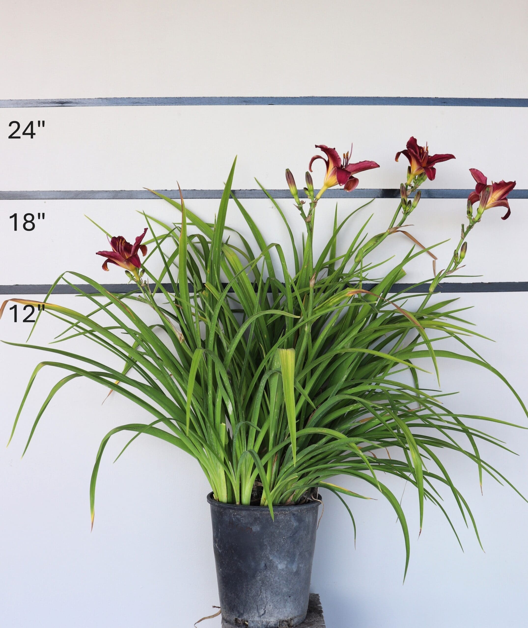 Hemerocallis 'Purple de Oro' - Purple de Oro Daylily