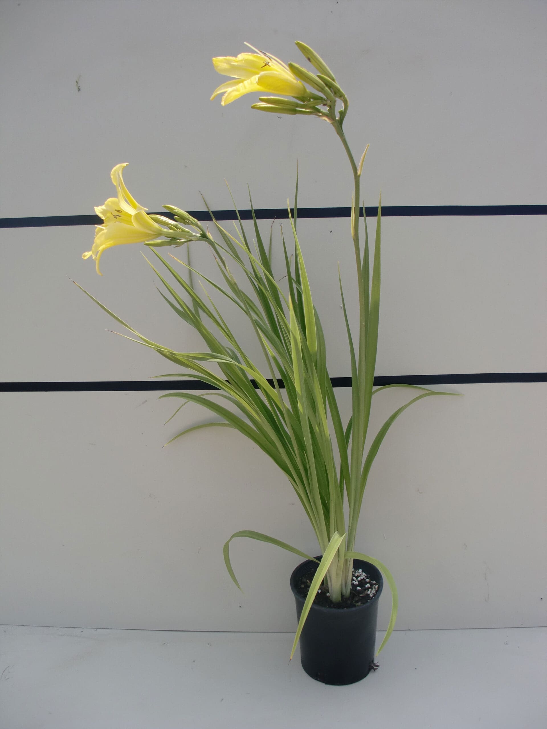 Hemerocallis 'Hyperion' - Hyperion Daylily