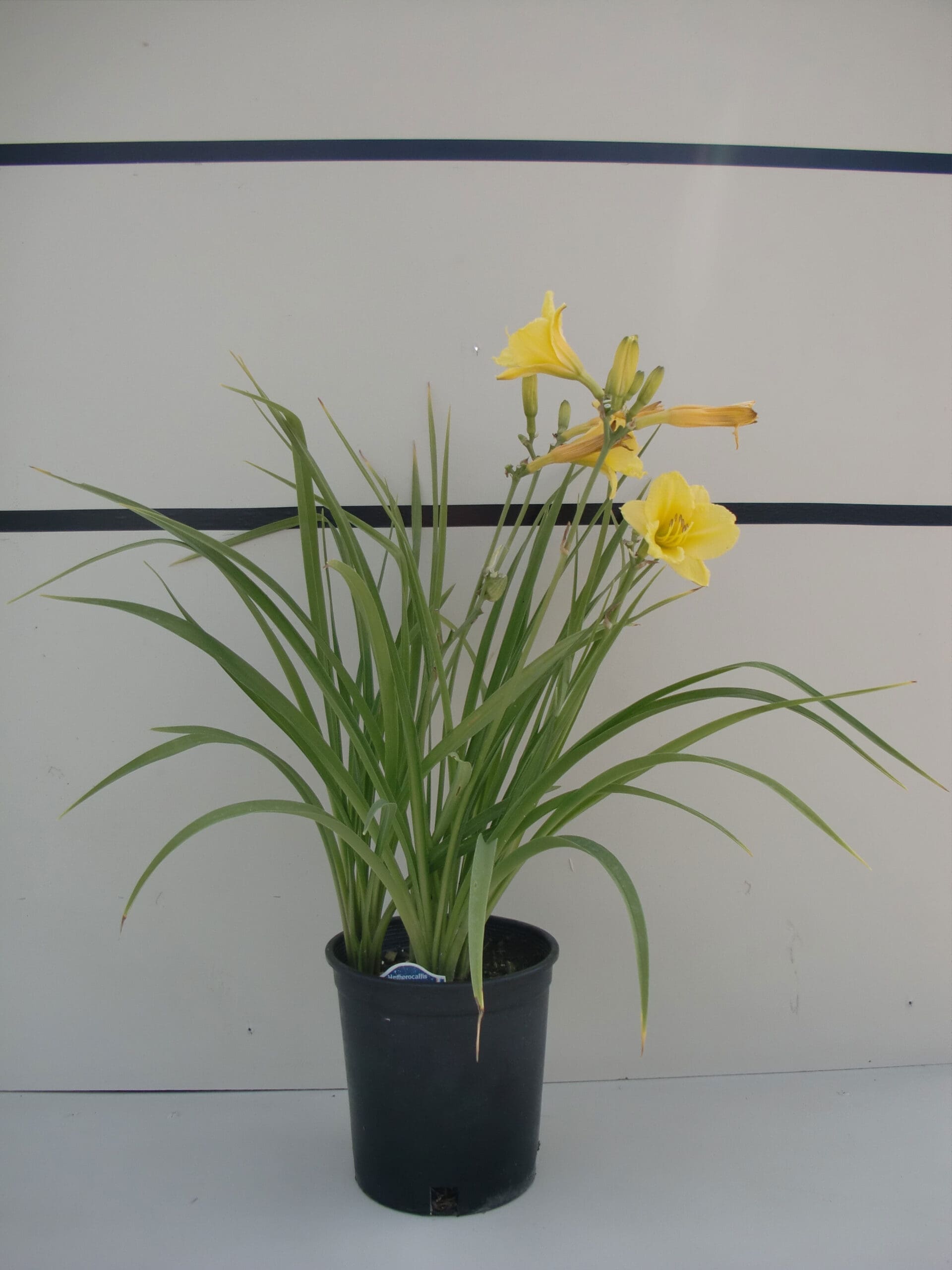 Hemerocallis 'Happy Returns' - Happy Returns Daylily