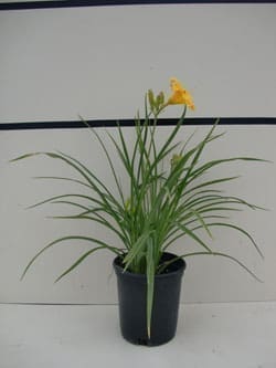 Hemerocallis 'Mini Stella D'Oro' - Mini Stella D'Oro Daylily