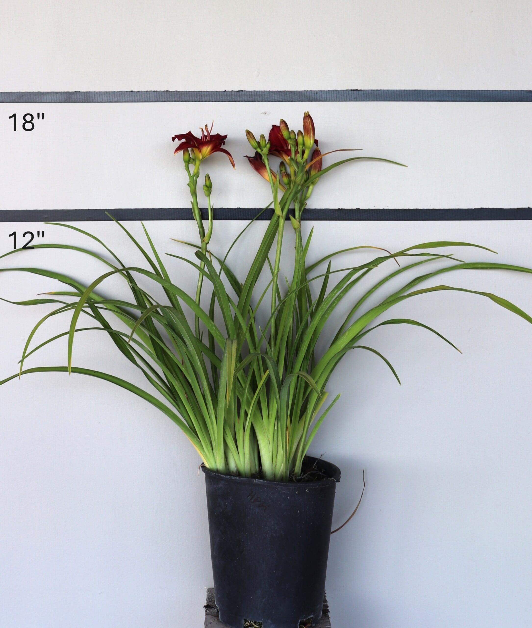 Hemerocallis 'Pardon Me' - Pardon Me Daylily
