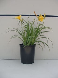 Hemerocallis 'Stella De Oro' - Stella De 'Oro Daylily