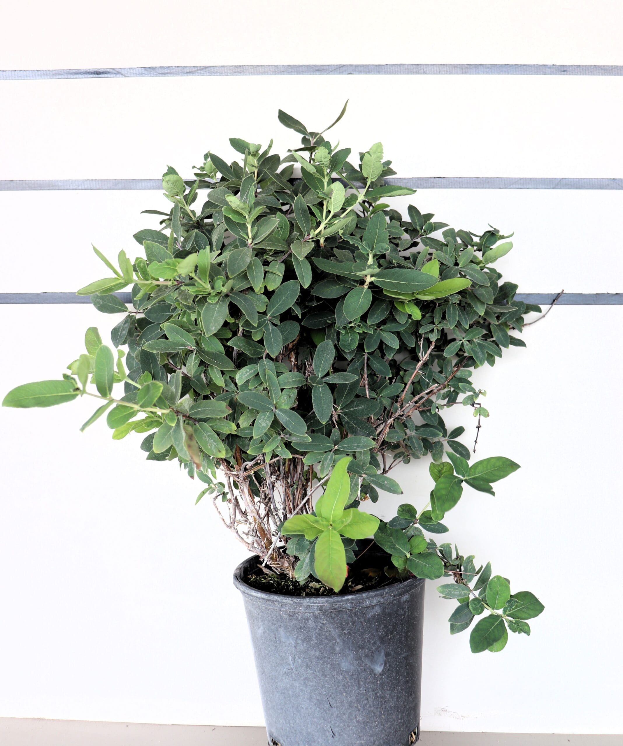 Lonicera c. 'Boreal Beauty'