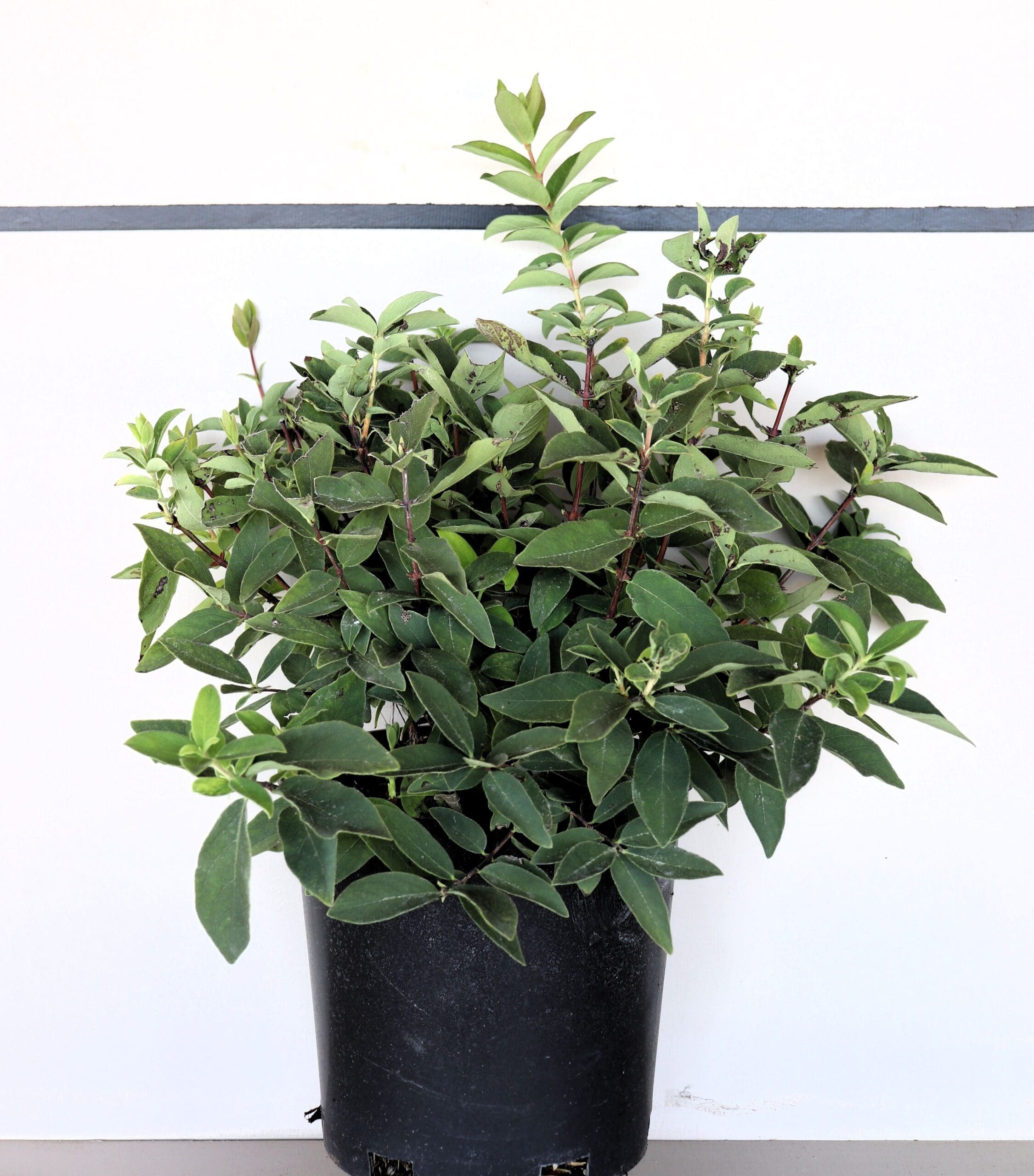 Lonicera caerulea 'Aurora'