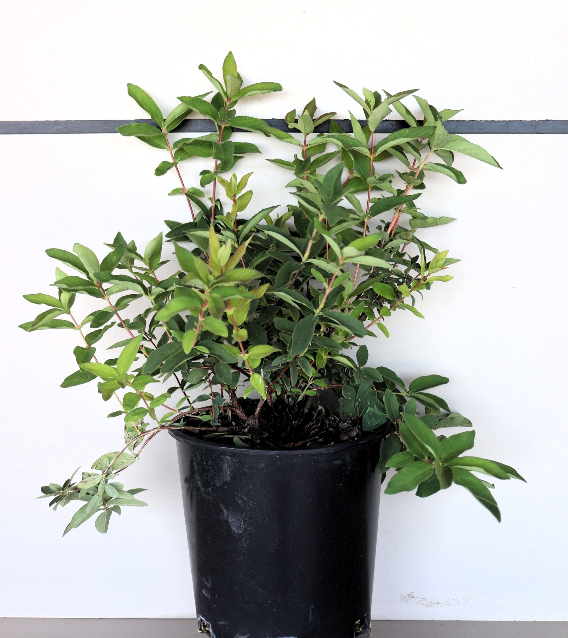 Lonicera caerulea 'Borealis'