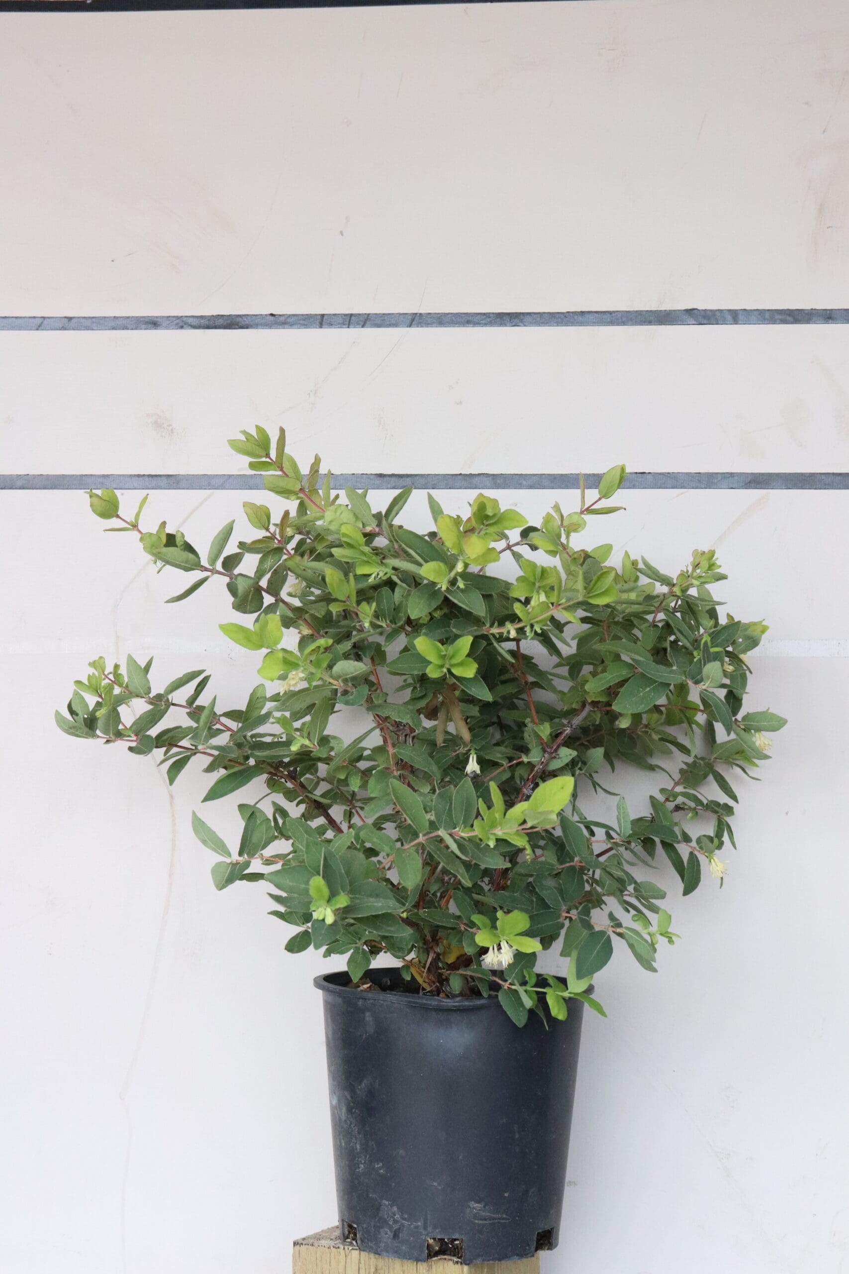 Lonicera caerulea var. kamchatica 'Cinderella'