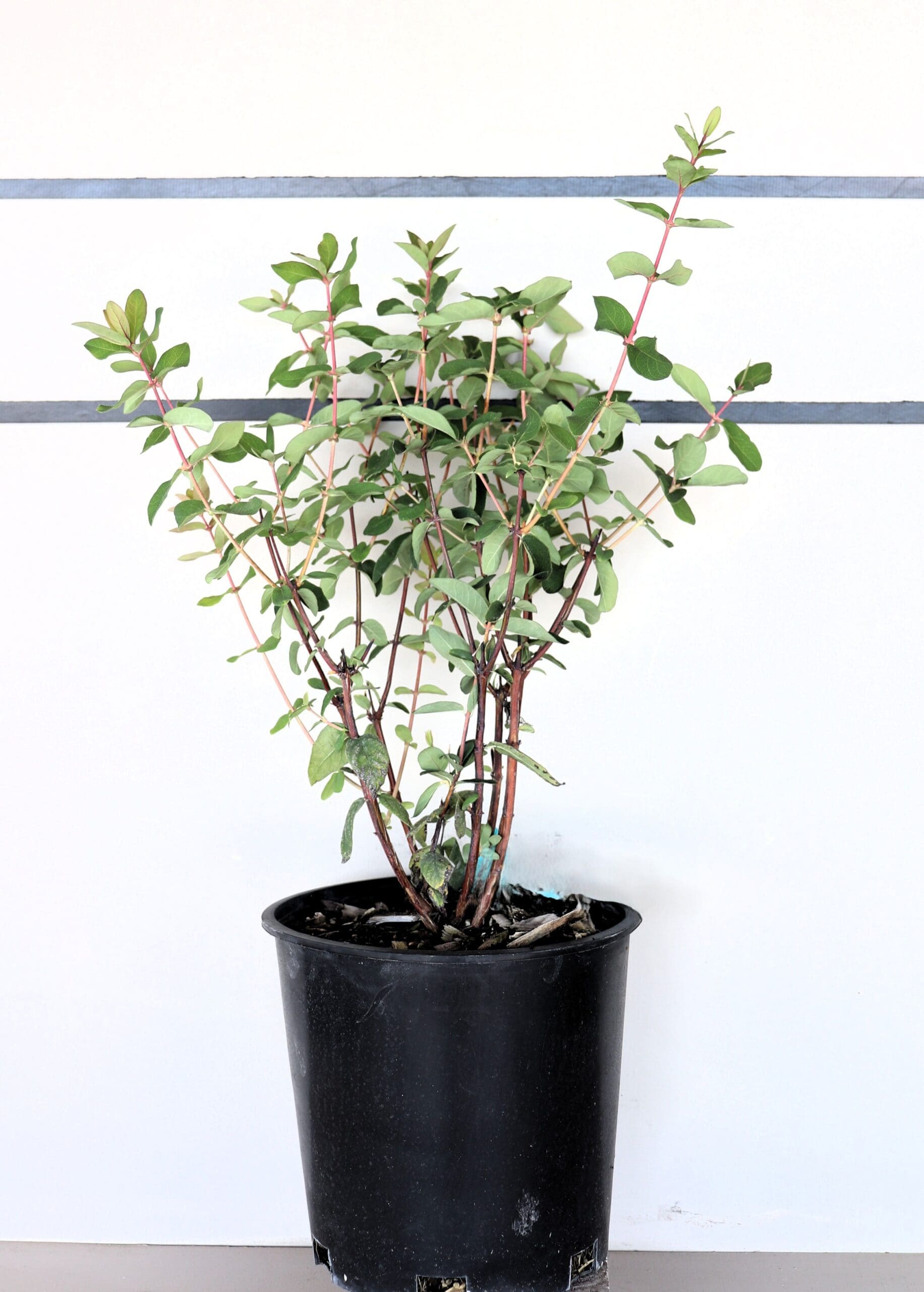 Lonicera caerulea 'Tundra'